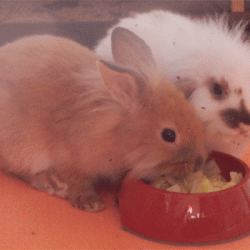 Knöpfchen & Trinnchen